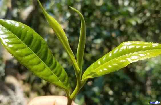 昔归古树茶叶底特点，探索昔归古树茶叶的独特魅力：底特点解析