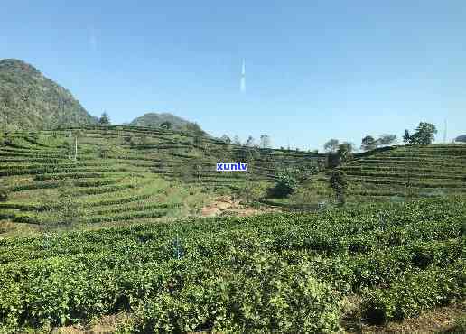 东英德积庆里红茶谷：地址与位置解析