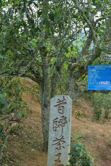 昔归古树茶地理位置，探秘中国云南：揭秘昔归古树茶的神秘地理位置