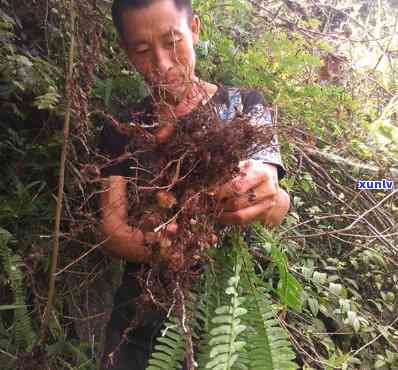 凤凰窝与昔归的区别-凤凰窝草药功效