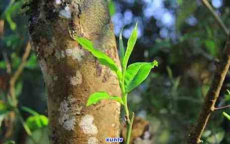 昔归古树春茶的功效-今年昔归古树茶春茶平均价格