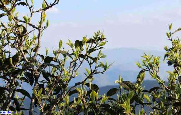 昔归古树茶山头特点-昔归古树茶在哪个山头