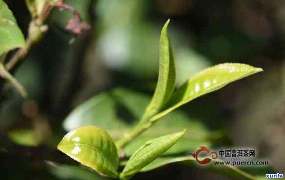 昔归古树茶山头特点-昔归古树茶在哪个山头