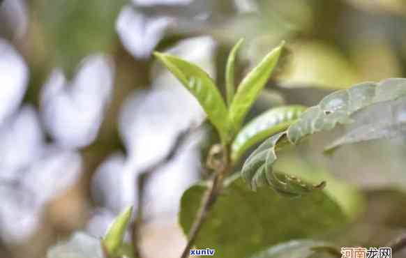 凤凰窝属于哪种茶？探析其茶类与产地