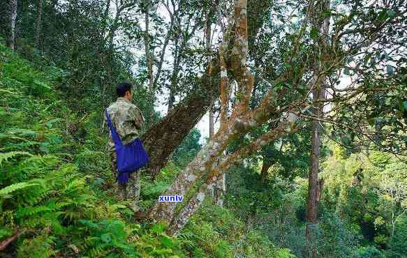 巴达山老树茶，探寻巴达山老树茶的神秘韵味与历渊源