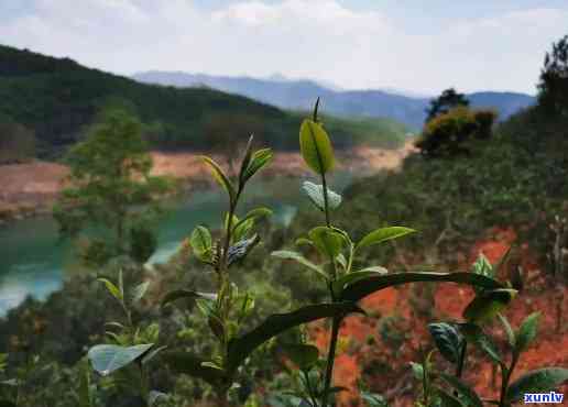 临沧市临翔区邦东昔归茶厂：历、联系方式与简介