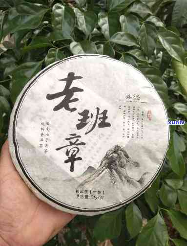 老班章茶叶口感，探索顶级普洱茶——老班章的丰富口感与独特韵味