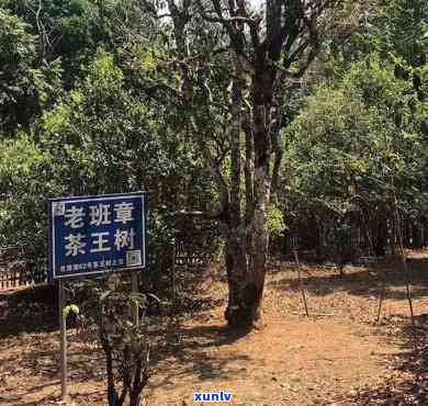 老班章属于什么茶山-老班章属于哪个茶山