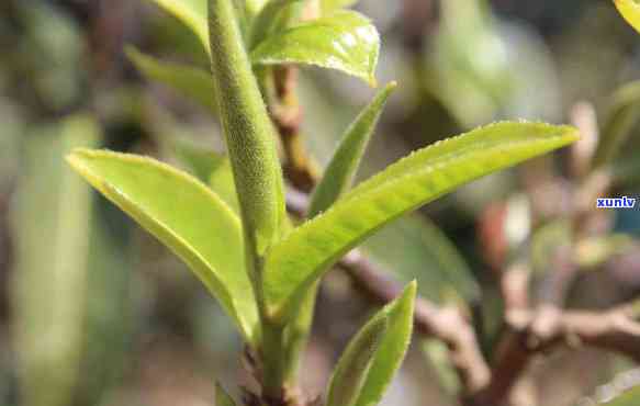 昔归忙麓山古树茶价格及市场走势分析