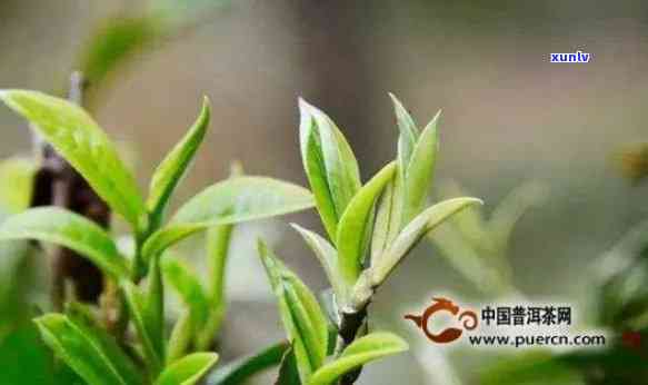 昔归古树春芽茶价格-今年昔归古树茶春茶平均价格