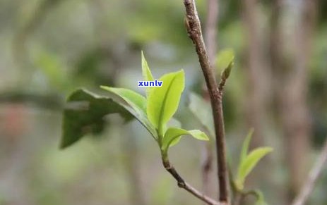 昔归,冰岛,老班章,藤条，探寻茶叶之旅：从昔归到冰岛，再到老班章与藤条的独特风味