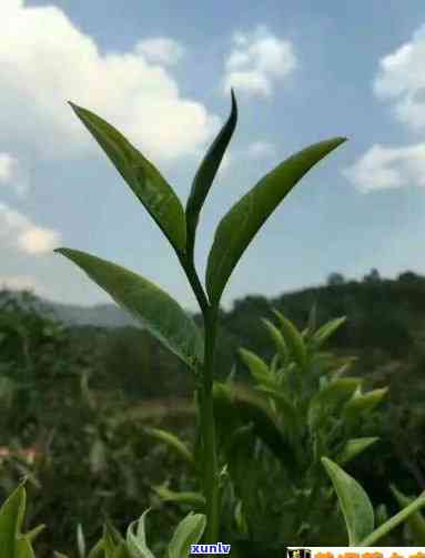 昔归忙麓山茶的特点-昔归忙麓山古树茶特点