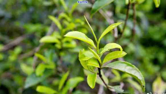 昔归古树茶如何冲泡，冲泡技巧分享：如何冲泡出美味的昔归古树茶？