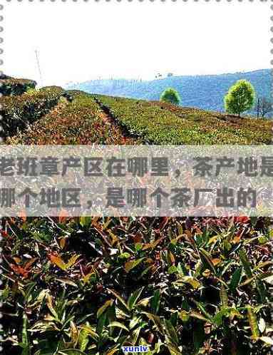 老班章属于哪个地区，揭秘茶叶珍品：老班章的产地归属何处？