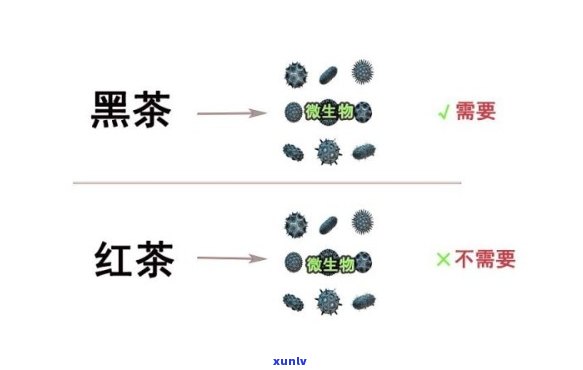 红茶里面是否有黑色素？查看详细图片解析