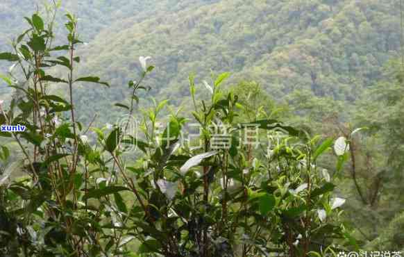 迎祥老班章：08年普洱茶的珍稀与品质之选