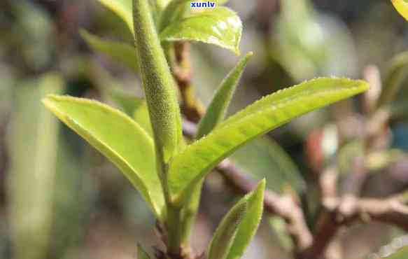 小户赛茶口感与功效，探索小户赛茶的独特口感与神奇功效