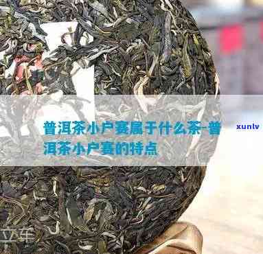 小户赛属于什么茶，揭秘茶叶品种：小户赛属于哪种茶？