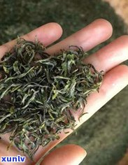 昔归古树茶：地理位置与产地解析