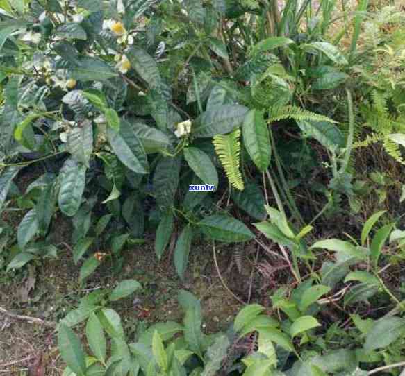 茶的功能和具体用途有哪些，探究茶叶的多功能性与实际应用：从健到文化，一文了解茶叶的各种用途