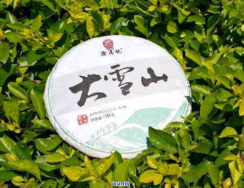 云南大雪山茶简介：了解大雪山茶的品种和特点