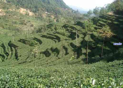 凤庆大雪山茶叶场地址，探寻云南凤庆大雪山茶叶场地址，品味原生态好茶！