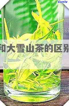 大雪山茶与冰岛有何不同？探讨两者间的异同点