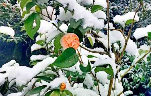 大雪山茶在哪个地方-大雪山茶在哪个地方生长