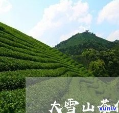 大雪山茶：特征、作用与图片全揭秘