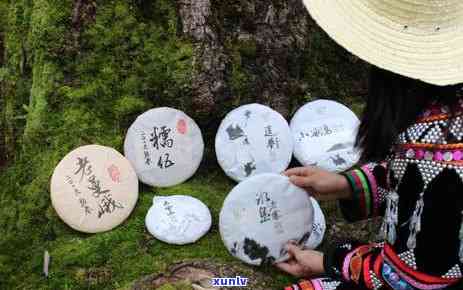 宜宾大雪山茶山乐园-宜宾大雪山茶山乐园 *** 