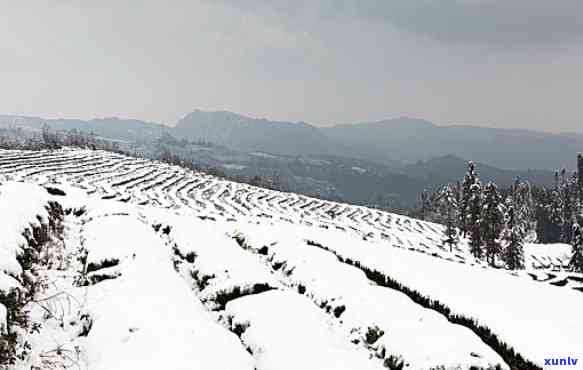 宜宾大雪山茶山乐园-宜宾大雪山茶山乐园 *** 