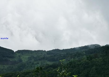 大雪山茶的特点与口感全解析