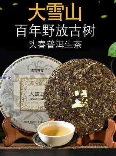 云南临沧大雪山古树茶普洱：特点与价格全解析