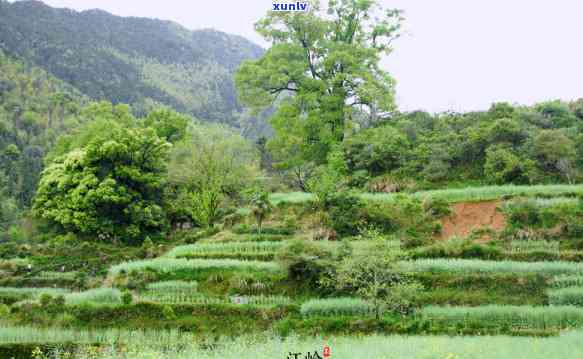 婺源的婺，探秘最美乡村——婺源，感受那独特的“婺”字文化