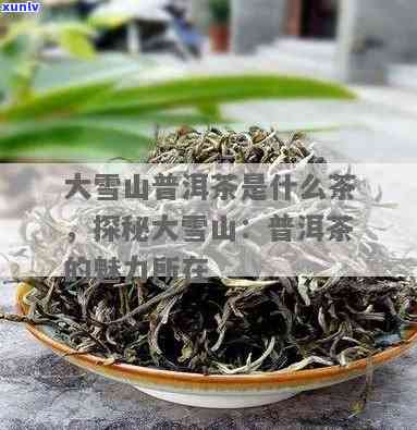 青钱柳牛蒡茶的功效与作用：揭示其独特健益处与使用禁忌