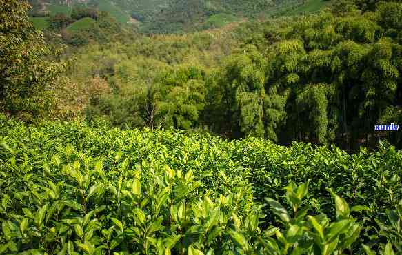 江哪里有喝茶的地方，探索江：寻找的品茶之地