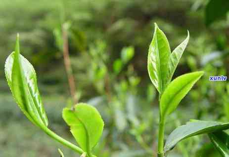 云南邦马大雪山：探索野生古茶园与古树茶的魅力