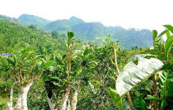 云南邦马大雪山：探索野生古茶园与古树茶的魅力