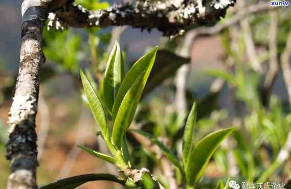 大雪山古树茶产地：探究神秘的茶叶世界