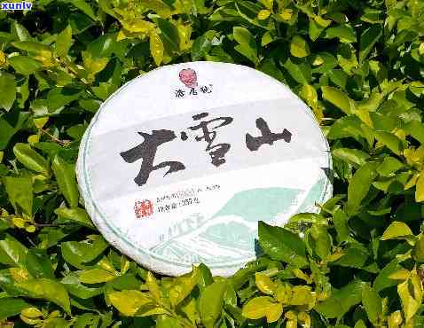 大雪山古树茶产地：探究神秘的茶叶世界