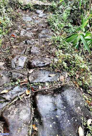 昔归附近山头：探索昔日茶马古道的痕迹与文化