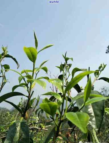 昔归代表性茶树品种-昔归茶树的特点