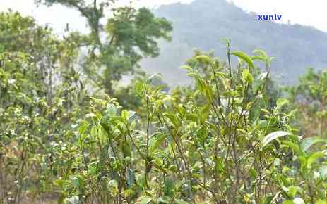 忙麓山古树茶：口感特点与普洱茶特性解析