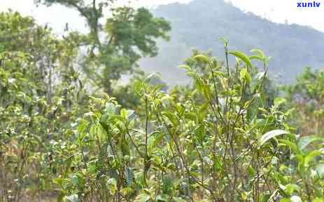 忙麓山古树茶：口感特点与普洱茶特性解析