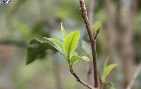 普洱冰岛班章昔归，品味云南特色：探索普洱冰岛班章昔归的魅力