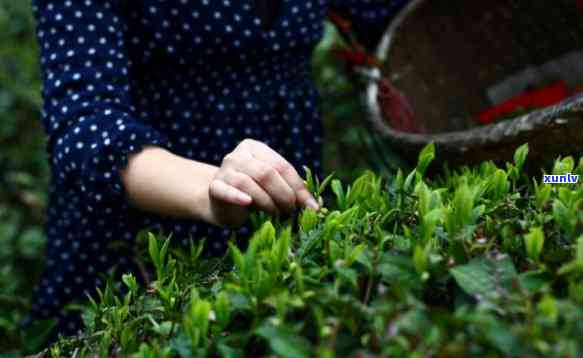 新茶要放多久才能喝？完整视频解析