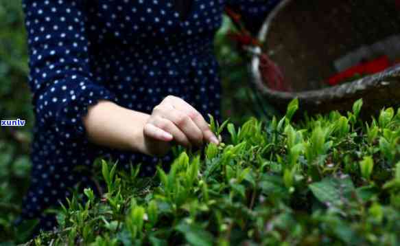 新茶需要放置一时间再饮用吗？原因解析