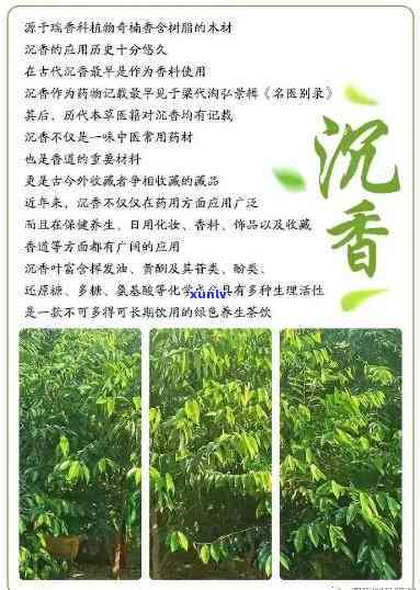 沉香茶什么时间喝，饮用时间：探究沉香茶的养生效果