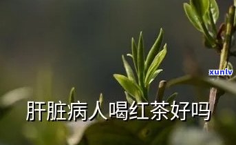 红茶对肝有没有影响-红茶对肝的影响