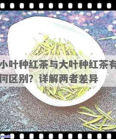 大叶种功夫红茶与中小叶功夫红茶的区别是什么？